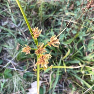 Cyperus eragrostis at Campbell Park Woodland - 28 Mar 2024