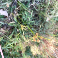 Cyperus eragrostis at Campbell Park Woodland - 28 Mar 2024