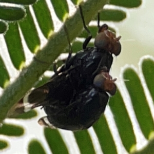 Lauxaniidae (family) at Campbell Park Woodland - 28 Mar 2024