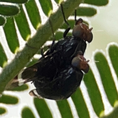 Lauxaniidae (family) (Unidentified lauxaniid fly) at Pialligo, ACT - 28 Mar 2024 by Hejor1