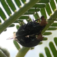 Lauxaniidae (family) at Campbell Park Woodland - 28 Mar 2024