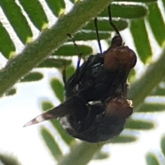 Lauxaniidae (family) at Campbell Park Woodland - 28 Mar 2024