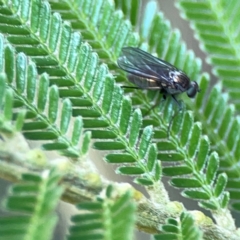 Diptera (order) at Campbell Park Woodland - 28 Mar 2024 by Hejor1
