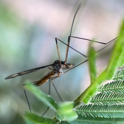 Ptilogyna sp. (genus) (A crane fly) at Campbell Park Woodland - 28 Mar 2024 by Hejor1