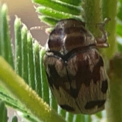 Elaphodes cervinus (Leaf beetle) at Campbell Park Woodland - 28 Mar 2024 by Hejor1