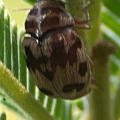 Elaphodes cervinus at Campbell Park Woodland - 28 Mar 2024 04:32 PM