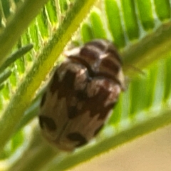 Elaphodes cervinus at Campbell Park Woodland - 28 Mar 2024 04:32 PM