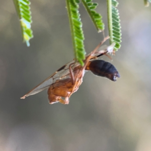 Apocrita (suborder) at Campbell Park Woodland - 28 Mar 2024