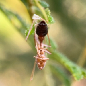 Apocrita (suborder) at Campbell Park Woodland - 28 Mar 2024