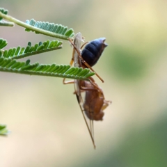 Apocrita (suborder) at Campbell Park Woodland - 28 Mar 2024