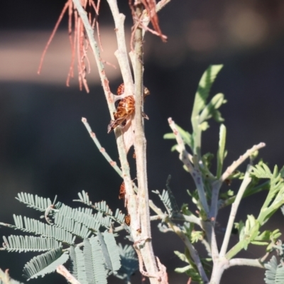 Unidentified Blue or Copper (Lycaenidae) at Yackandandah, VIC - 28 Mar 2024 by KylieWaldon