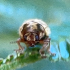 Unidentified Leaf beetle (Chrysomelidae) at Campbell Park Woodland - 28 Mar 2024 by Hejor1