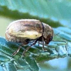 Elaphodes aeneolus at Campbell Park Woodland - 28 Mar 2024