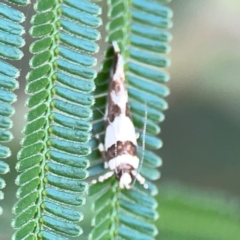 Macrobathra desmotoma ( A Cosmet moth) at Campbell Park Woodland - 28 Mar 2024 by Hejor1