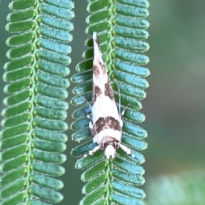 Macrobathra desmotoma at Campbell Park Woodland - 28 Mar 2024 04:29 PM