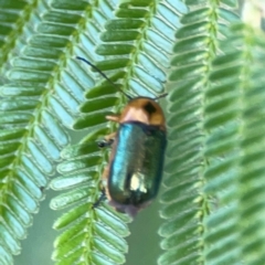 Aporocera (Aporocera) consors (A leaf beetle) at Pialligo, ACT - 28 Mar 2024 by Hejor1