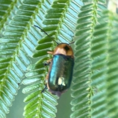 Aporocera (Aporocera) consors (A leaf beetle) at Campbell Park Woodland - 28 Mar 2024 by Hejor1