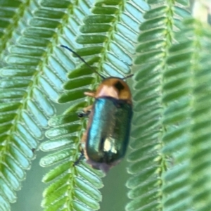 Aporocera (Aporocera) consors at Campbell Park Woodland - 28 Mar 2024