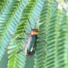 Aporocera (Aporocera) consors at Campbell Park Woodland - 28 Mar 2024