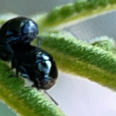 Ditropidus sp. (genus) (Leaf beetle) at Pialligo, ACT - 28 Mar 2024 by Hejor1