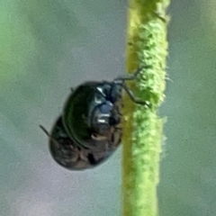 Ditropidus sp. (genus) at Campbell Park Woodland - 28 Mar 2024 04:27 PM