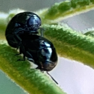 Ditropidus sp. (genus) at Campbell Park Woodland - 28 Mar 2024 04:27 PM