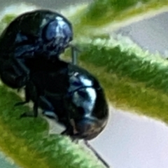 Ditropidus sp. (genus) at Campbell Park Woodland - 28 Mar 2024 04:27 PM