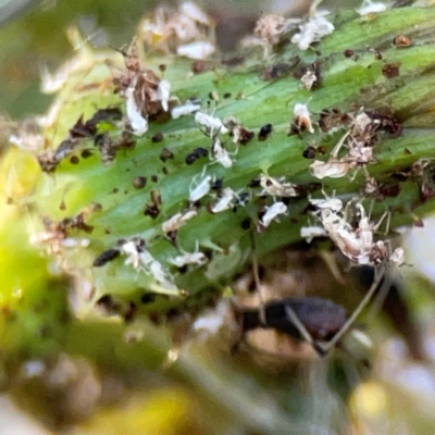 Aphididae (family) (Unidentified aphid) at Pialligo, ACT - 28 Mar 2024 by Hejor1