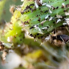 Aphididae (family) at Campbell Park Woodland - 28 Mar 2024 04:23 PM