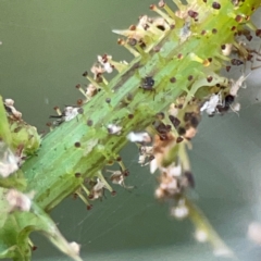 Aphididae (family) at Campbell Park Woodland - 28 Mar 2024