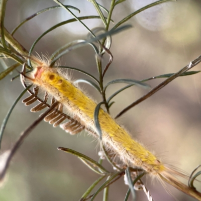 Nataxa flavescens (Nataxa Moth) at Pialligo, ACT - 28 Mar 2024 by Hejor1