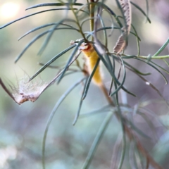 Nataxa flavescens at Campbell Park Woodland - 28 Mar 2024 04:22 PM