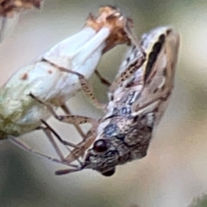 Nysius vinitor at Campbell Park Woodland - 28 Mar 2024