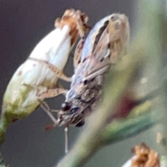 Nysius vinitor at Campbell Park Woodland - 28 Mar 2024 04:21 PM