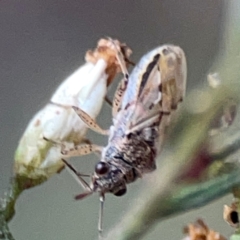 Nysius vinitor at Campbell Park Woodland - 28 Mar 2024 04:21 PM