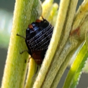 Ellipsidion sp. (genus) at Campbell Park Woodland - 28 Mar 2024