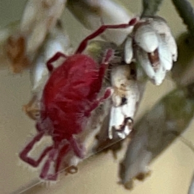 Acari (informal subclass) (Unidentified mite) at Campbell Park Woodland - 28 Mar 2024 by Hejor1