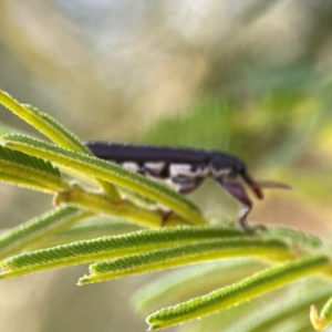 Rhinotia suturalis at Campbell Park Woodland - 28 Mar 2024