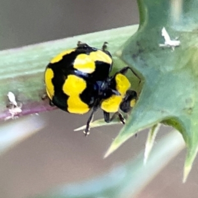 Illeis galbula (Fungus-eating Ladybird) at Pialligo, ACT - 28 Mar 2024 by Hejor1