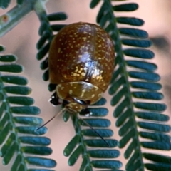 Paropsisterna cloelia (Eucalyptus variegated beetle) at Campbell Park Woodland - 28 Mar 2024 by Hejor1