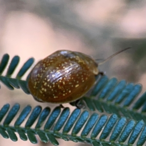 Paropsisterna cloelia at Campbell Park Woodland - 28 Mar 2024