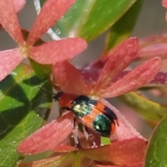 Dicranolaius bellulus (Red and Blue Pollen Beetle) at QPRC LGA - 29 Mar 2024 by clarehoneydove