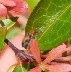 Dicranolaius bellulus at QPRC LGA - 29 Mar 2024