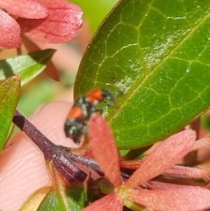 Dicranolaius bellulus at QPRC LGA - 29 Mar 2024