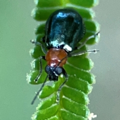 Adoxia benallae (Leaf beetle) at Campbell Park Woodland - 28 Mar 2024 by Hejor1