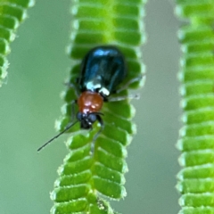 Adoxia benallae at Campbell Park Woodland - 28 Mar 2024 04:05 PM