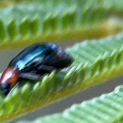 Adoxia benallae at Campbell Park Woodland - 28 Mar 2024 04:05 PM