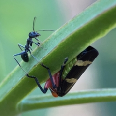 Eurymeloides pulchra (Gumtree hopper) at Campbell Park Woodland - 28 Mar 2024 by Hejor1