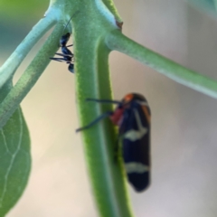 Eurymeloides pulchra at Campbell Park Woodland - 28 Mar 2024