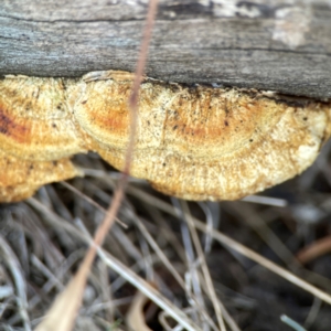 Truncospora ochroleuca at Campbell Park Woodland - 28 Mar 2024